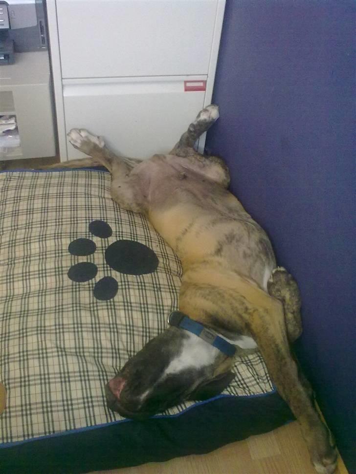 Blanding af racer Samson RIP 07.09.2010 billede 7