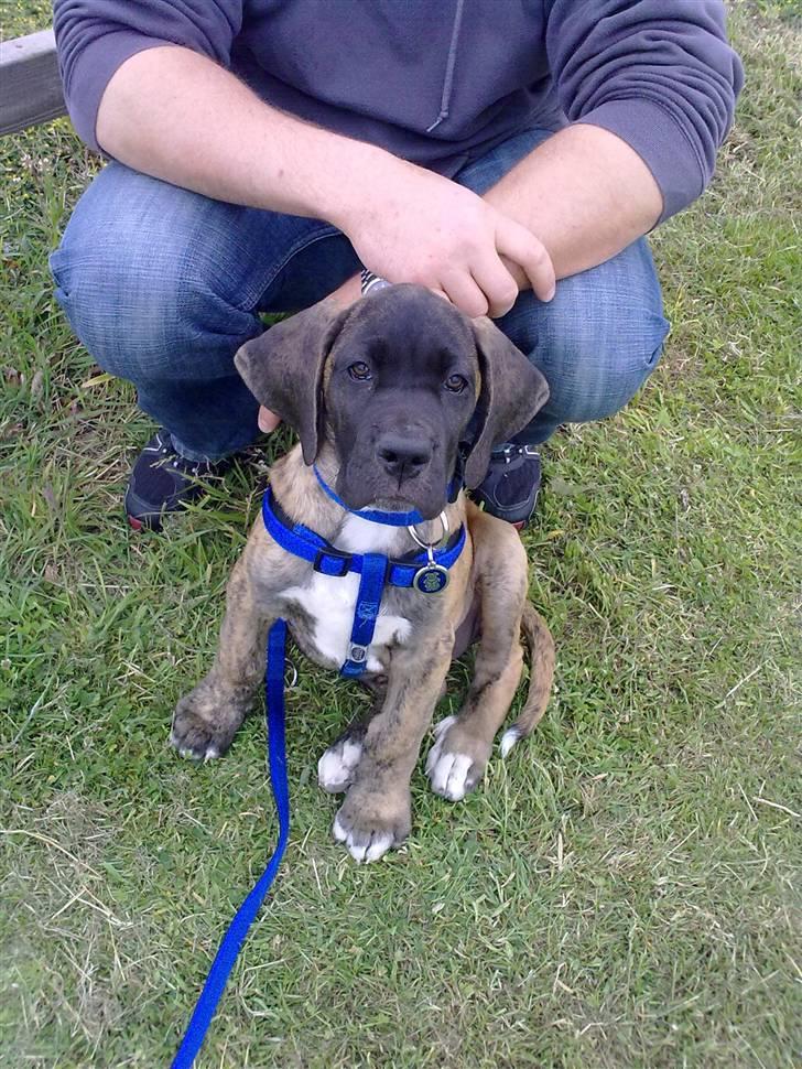 Blanding af racer Samson RIP 07.09.2010 billede 8