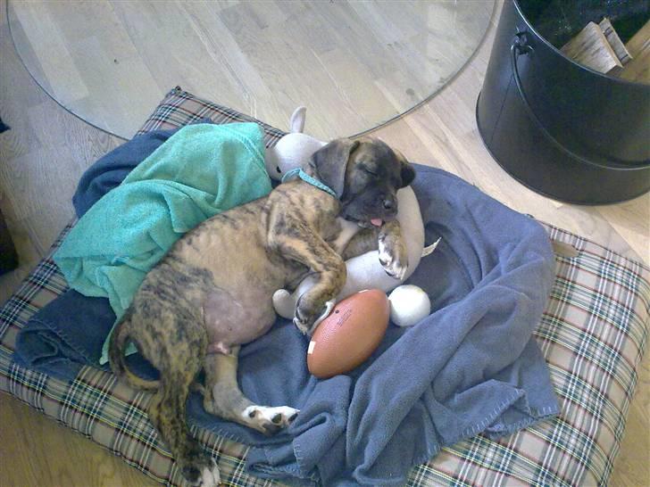 Blanding af racer Samson RIP 07.09.2010 billede 9