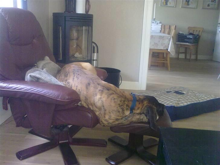 Blanding af racer Samson RIP 07.09.2010 billede 10