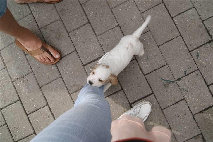 Blanding af racer Holger - Holger 6 uger billede 3