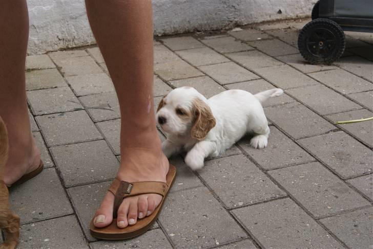 Blanding af racer Holger billede 4