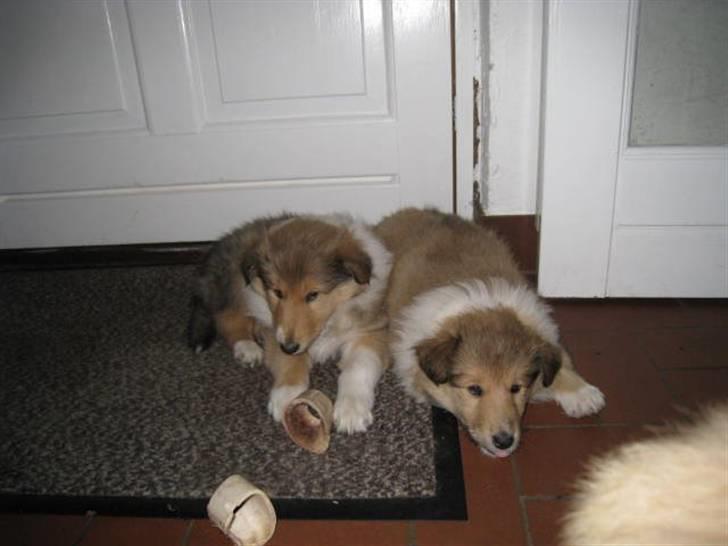 Collie langhåret Katie billede 2