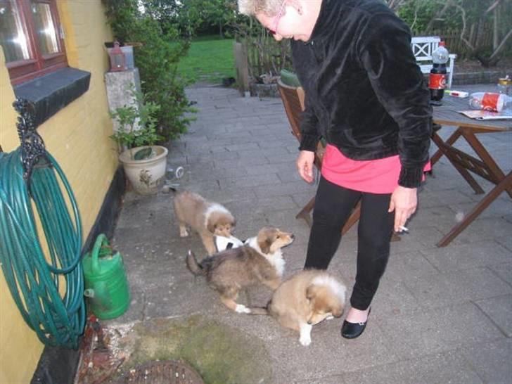 Collie langhåret Katie - et par af mine søskende billede 3