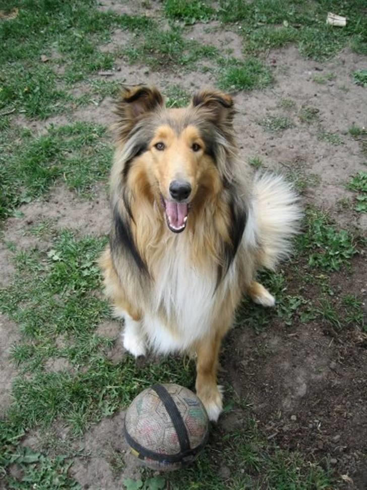 Collie langhåret Katie - Min Mor billede 4