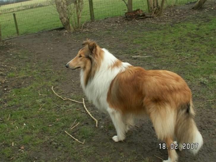 Collie langhåret Katie - Min far billede 5