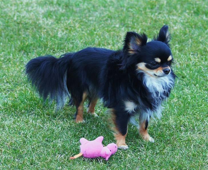 Chihuahua Bailey billede 6