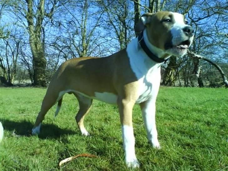 Amerikansk staffordshire terrier Pancho RIP MY LOVE <3 billede 1