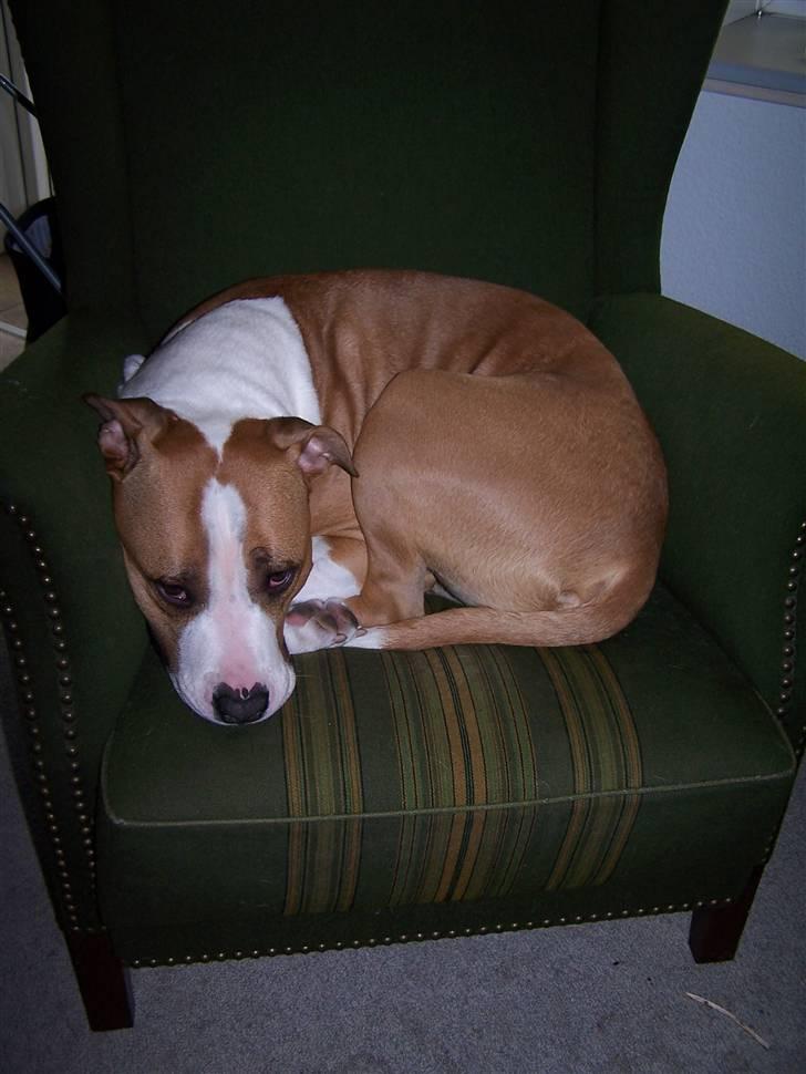 Amerikansk staffordshire terrier Pancho RIP MY LOVE <3 billede 2