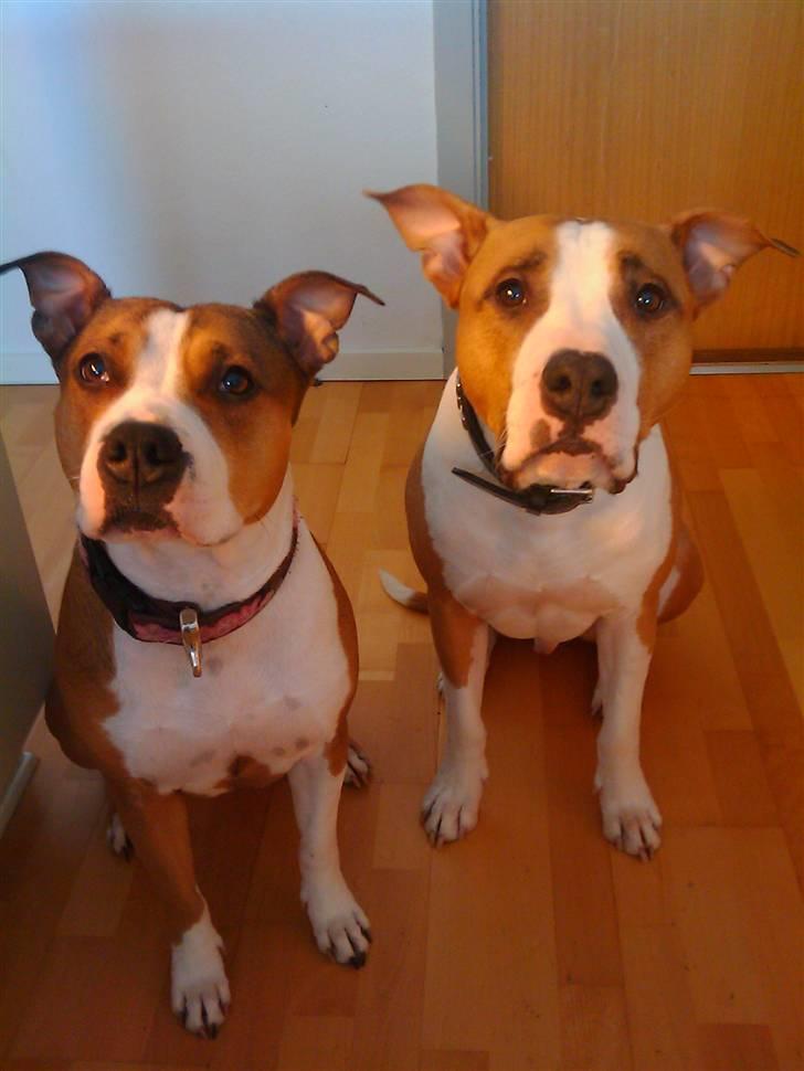 Amerikansk staffordshire terrier Pancho RIP MY LOVE <3 billede 3