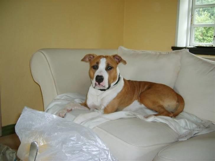 Amerikansk staffordshire terrier Pancho RIP MY LOVE <3 billede 4