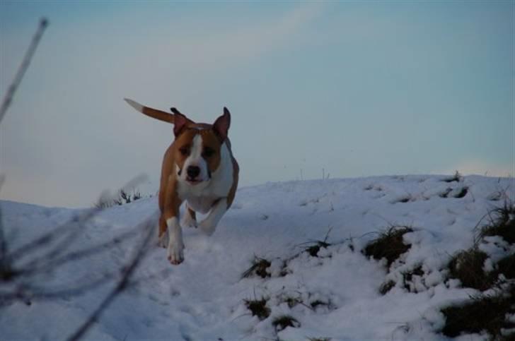Amerikansk staffordshire terrier Pancho RIP MY LOVE <3 billede 5