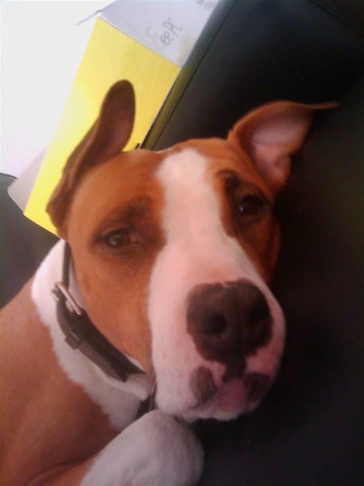 Amerikansk staffordshire terrier Pancho RIP MY LOVE <3 billede 6