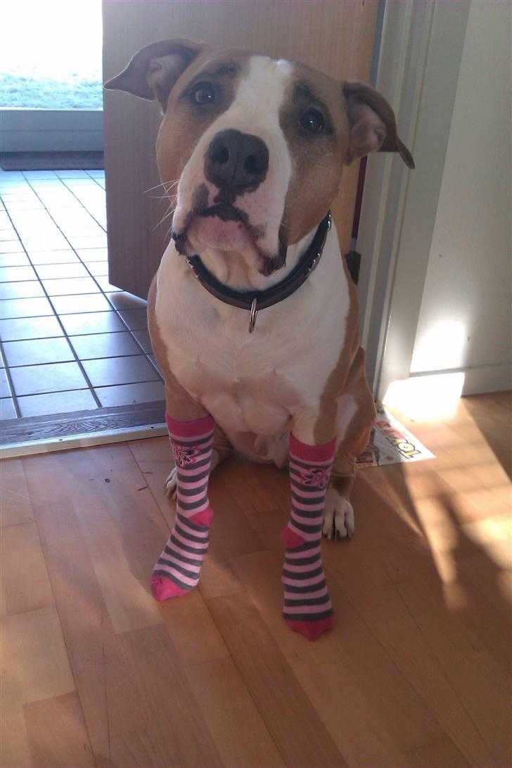 Amerikansk staffordshire terrier Pancho RIP MY LOVE <3 billede 7