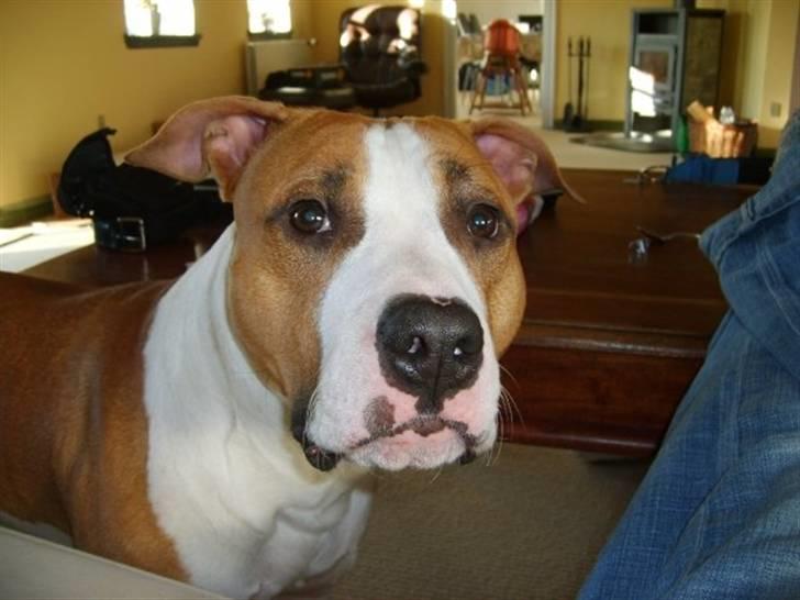 Amerikansk staffordshire terrier Pancho RIP MY LOVE <3 billede 8