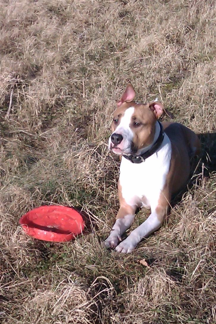 Amerikansk staffordshire terrier Pancho RIP MY LOVE <3 billede 9