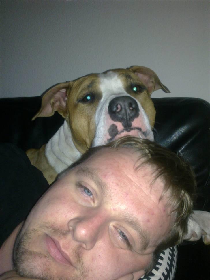 Amerikansk staffordshire terrier Pancho RIP MY LOVE <3 billede 10