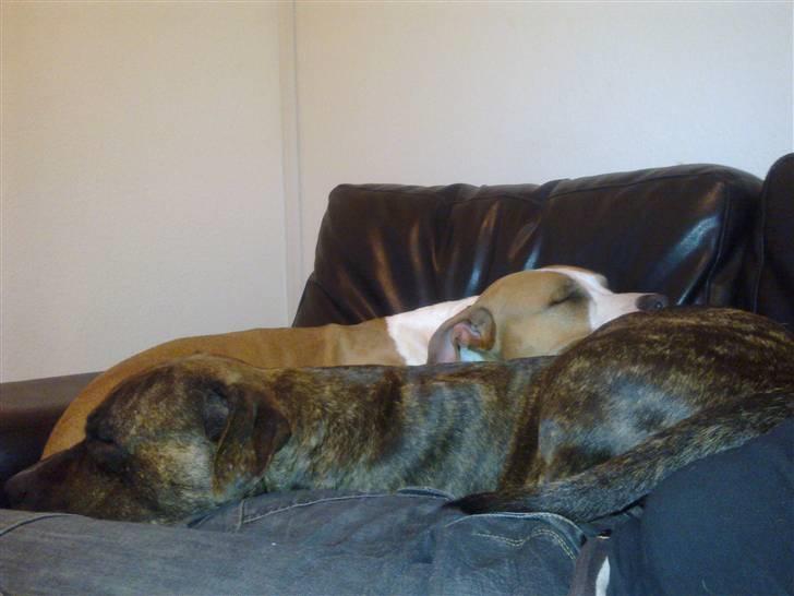 Amerikansk staffordshire terrier Pancho RIP MY LOVE <3 billede 11