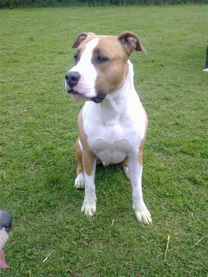 Amerikansk staffordshire terrier Pancho RIP MY LOVE <3 billede 12