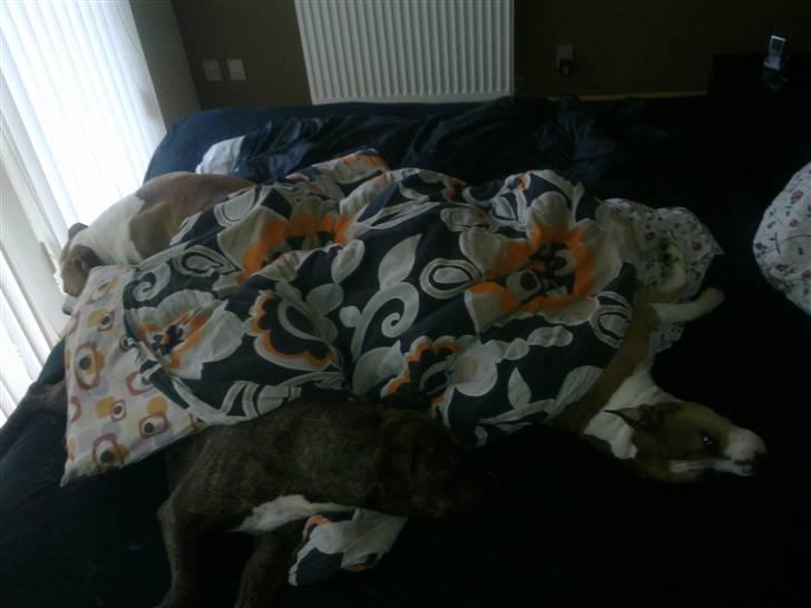 Amerikansk staffordshire terrier Pancho RIP MY LOVE <3 billede 13