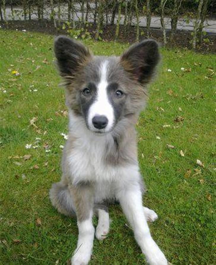 Blanding af racer Laika billede 1