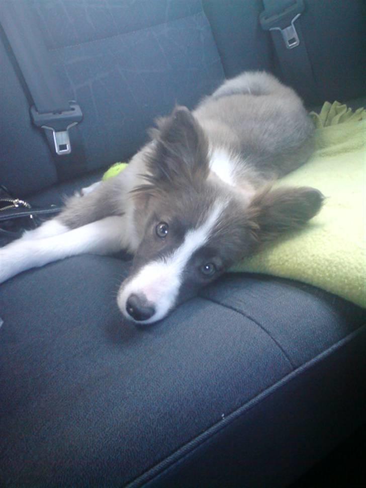 Blanding af racer Laika billede 2