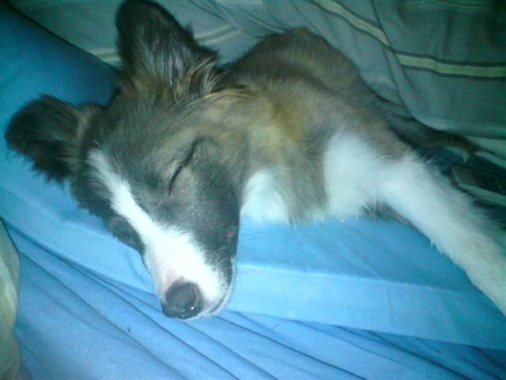 Blanding af racer Laika billede 3