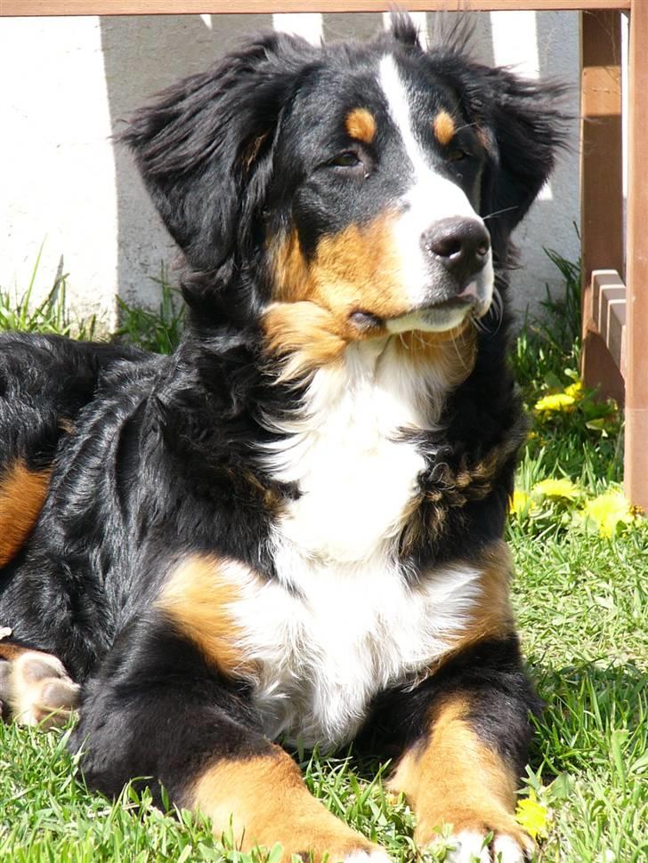 Berner sennenhund Freja - Taget d.21 maj 2010. 23 uger gammel.. SÅ smuk!!!! billede 16
