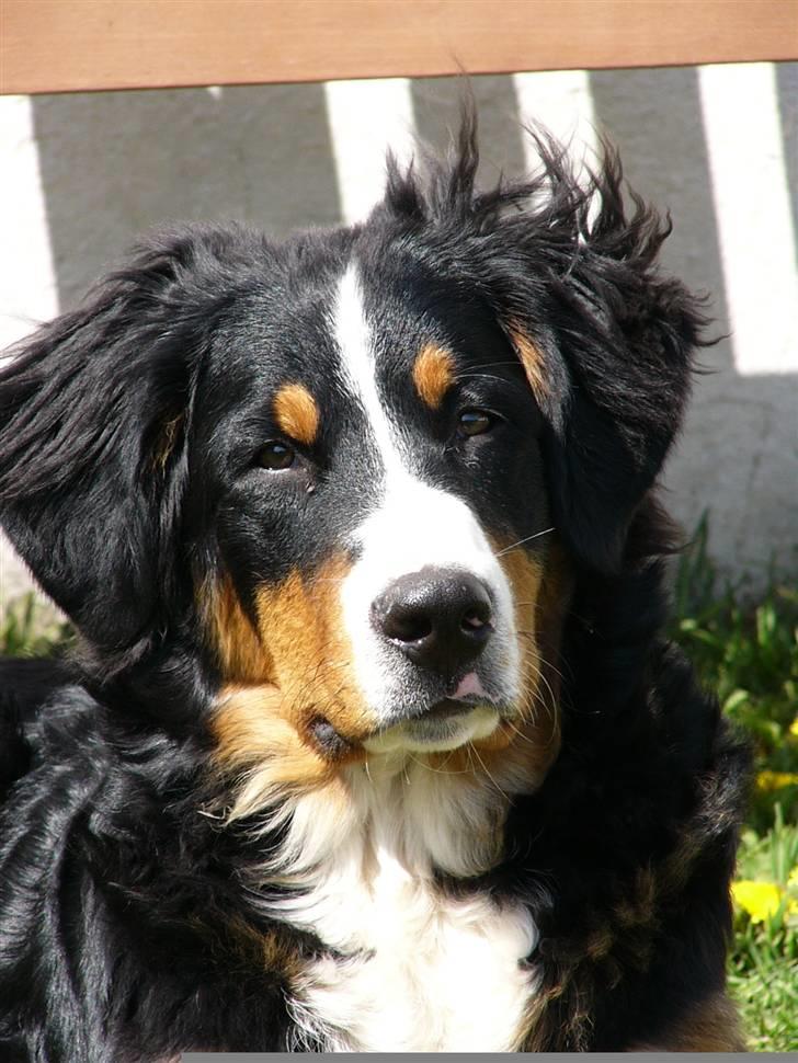 Berner sennenhund Freja - 23 uger gammel.. HOLD OP hun ligner hendes mor <3 billede 17