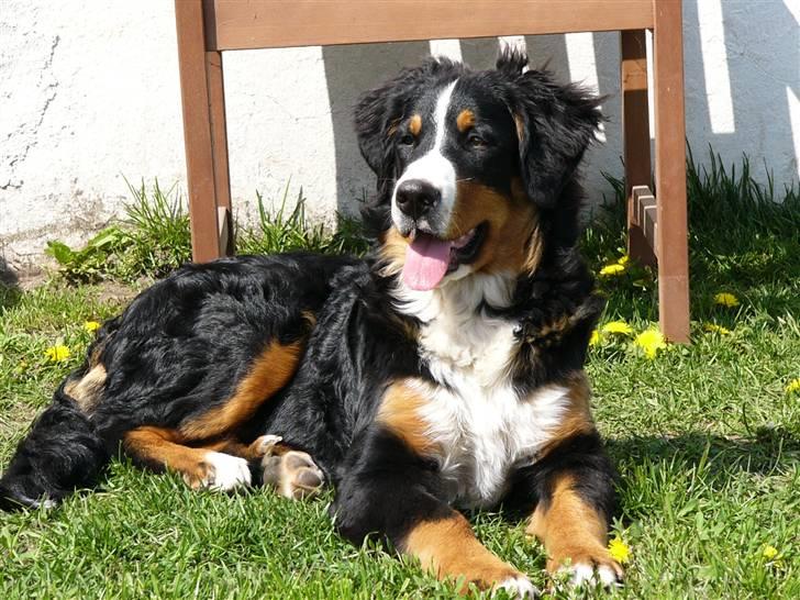 Berner sennenhund Freja - 23 uger gammel... Ligger og soler sig.. billede 18