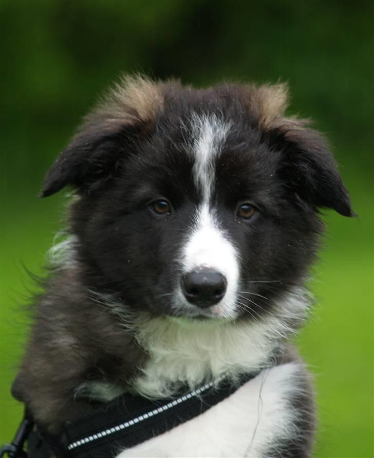 Border collie 'Joker' - Joker 10 uger billede 9