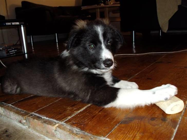 Border collie 'Joker' - 10 uger billede 2