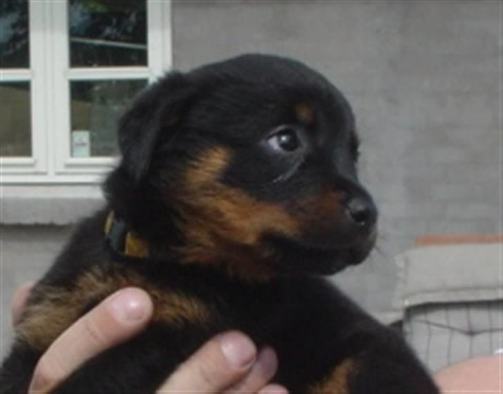 Rottweiler Nica billede 1