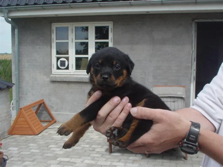 Rottweiler Nica billede 2