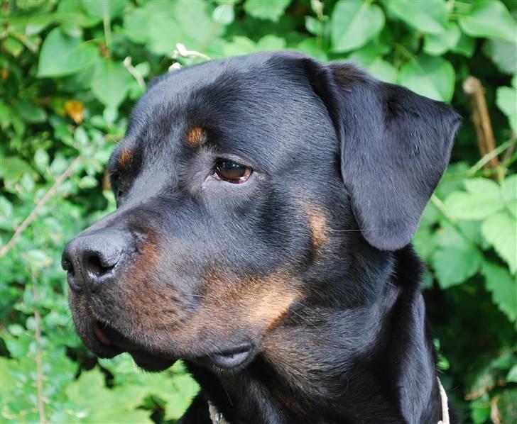 Rottweiler Nica billede 3