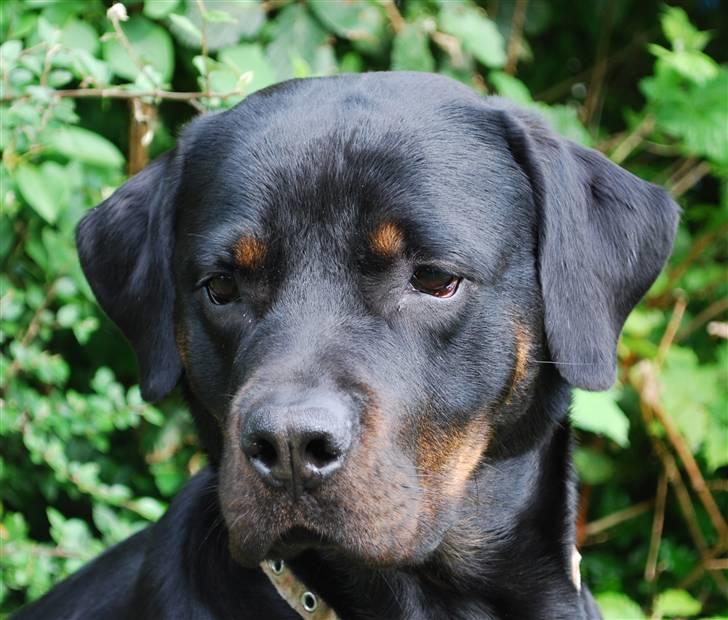 Rottweiler Nica billede 4