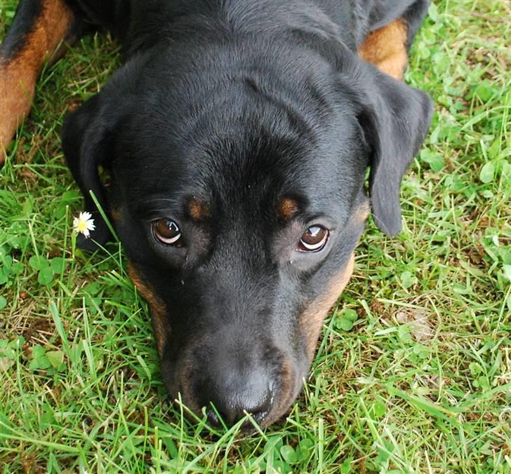 Rottweiler Nica billede 5