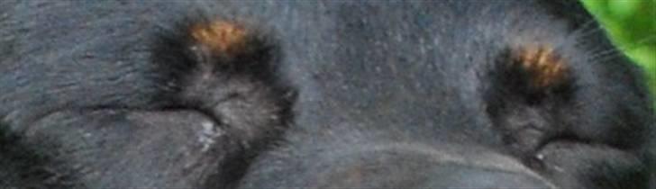 Rottweiler Nica billede 6