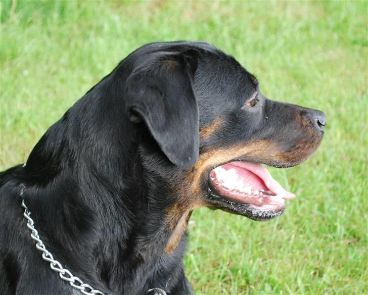 Rottweiler Nica billede 7