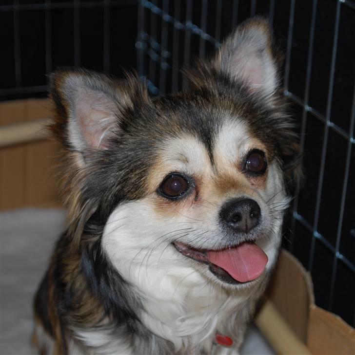 Chihuahua Mille billede 2