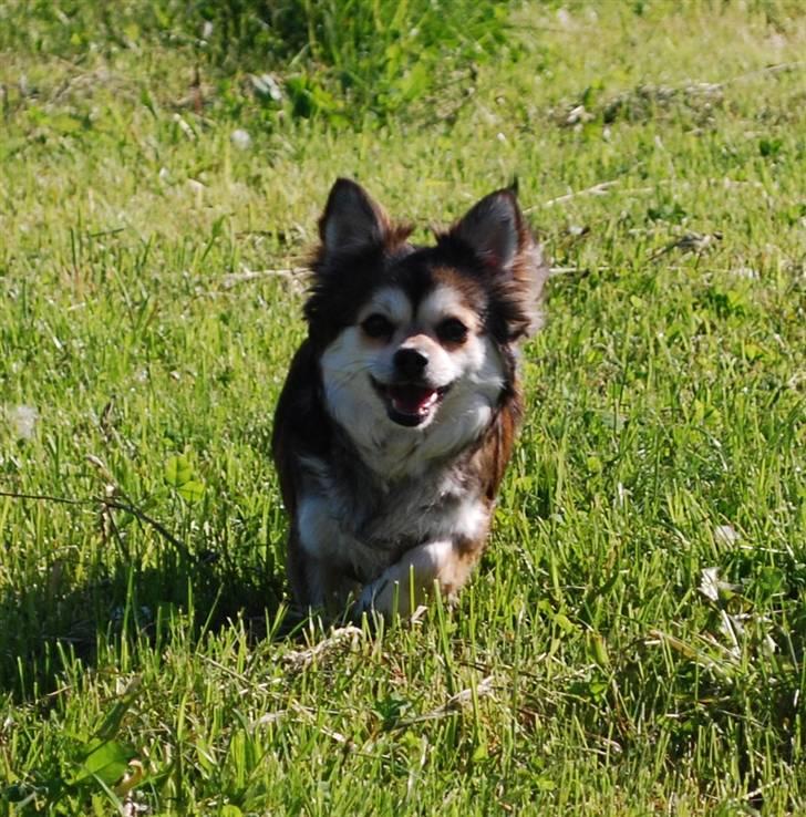 Chihuahua Mille billede 3