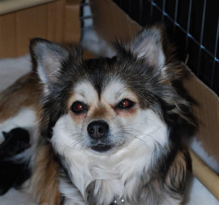 Chihuahua Mille billede 4