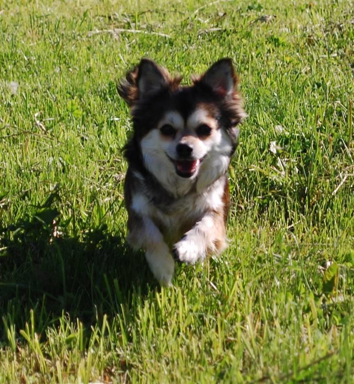 Chihuahua Mille billede 5