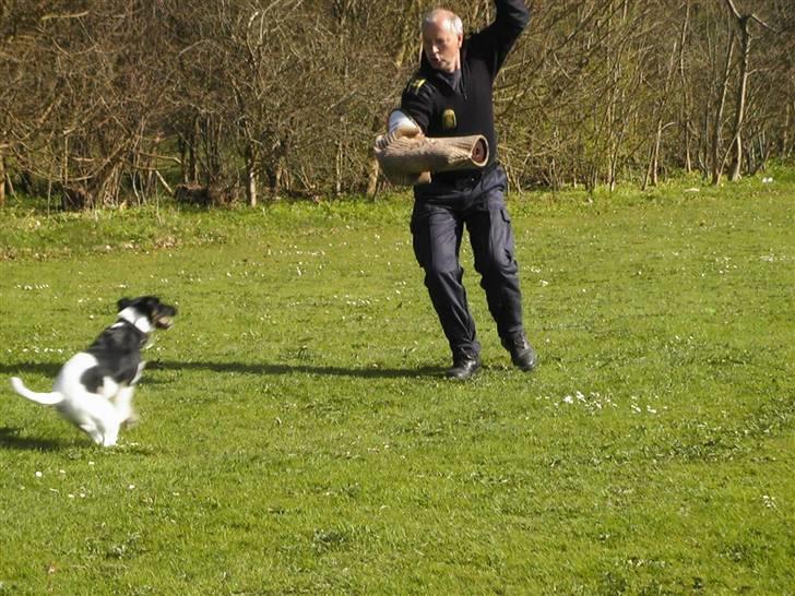 Glathåret foxterrier 2002 Je-ma Spot Kalle-and billede 19