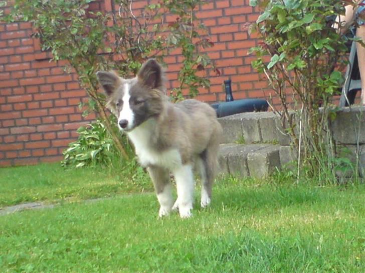 Blanding af racer Laika billede 4