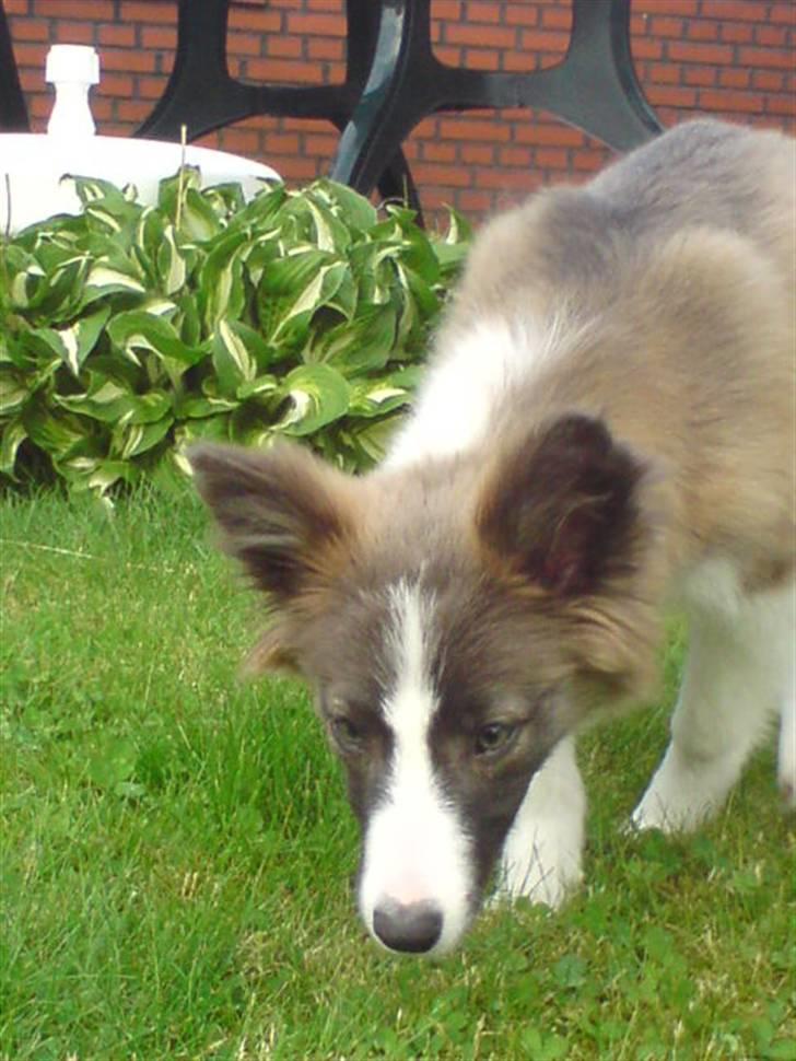 Blanding af racer Laika billede 5