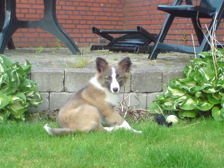 Blanding af racer Laika billede 6