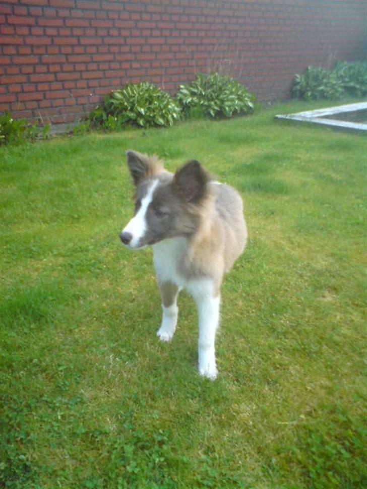 Blanding af racer Laika billede 7