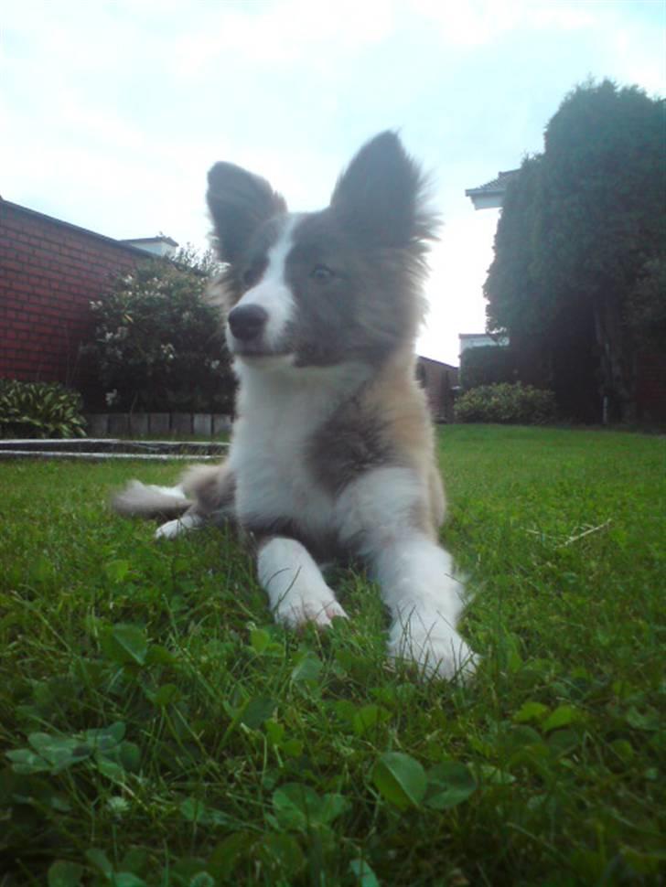 Blanding af racer Laika billede 8