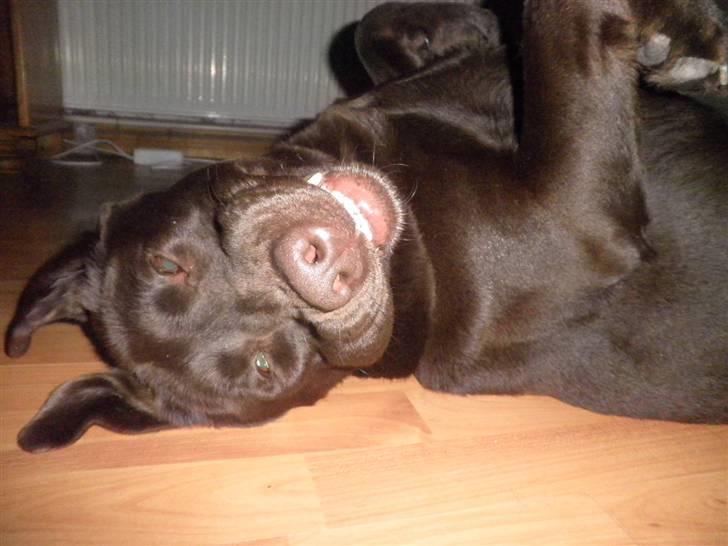 Labrador retriever Østrupgaards Siska - smiiil!! billede 17